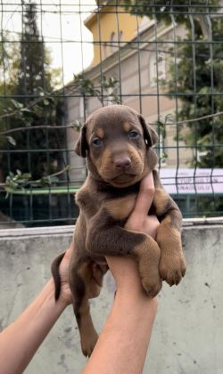 HARİKA ANATOMİ DOBERMAN YAVRULAR