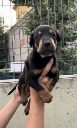 HARİKA ANATOMİ DOBERMAN YAVRULAR