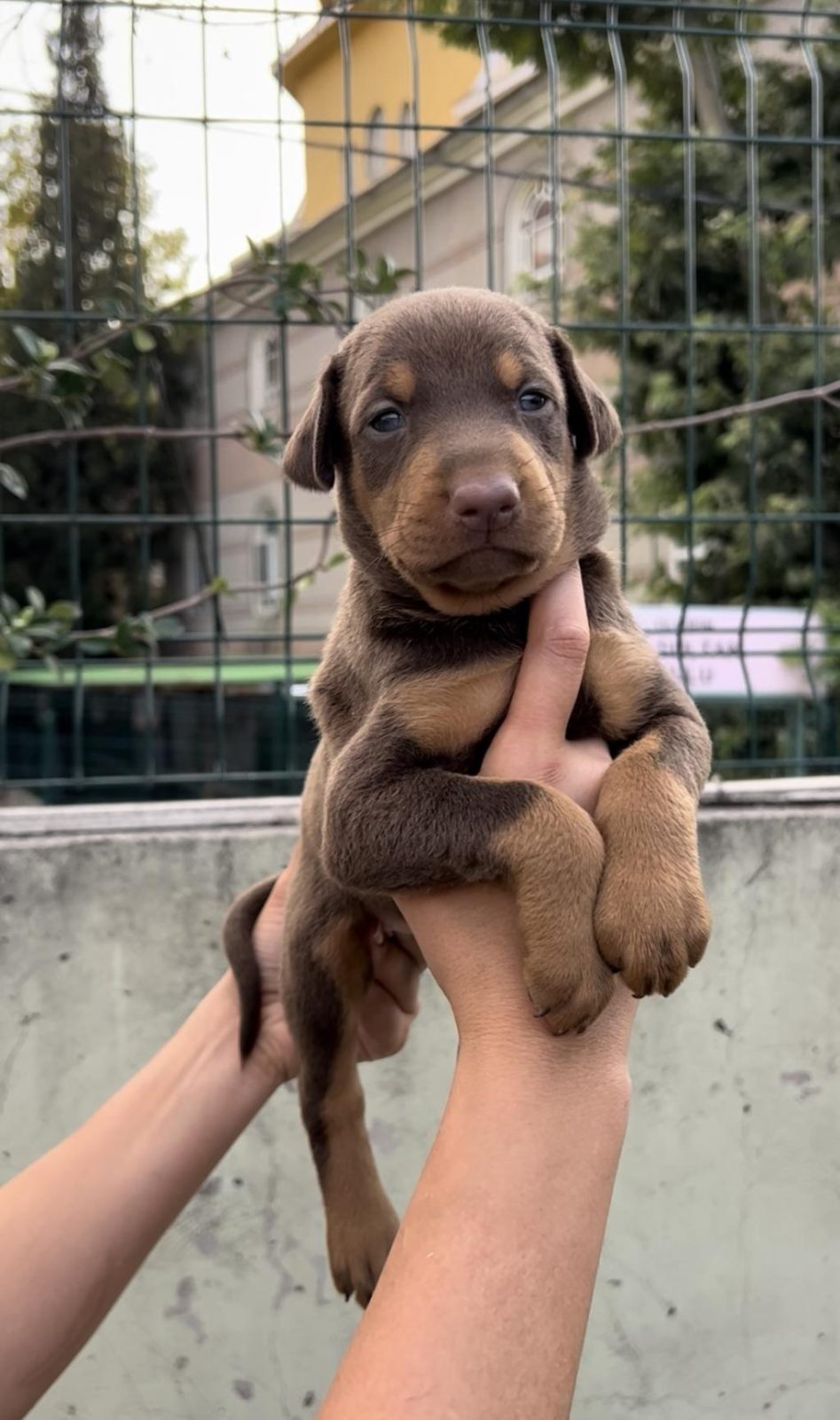 HARİKA ANATOMİ DOBERMAN YAVRULAR