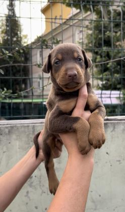 HARİKA ANATOMİ DOBERMAN YAVRULAR