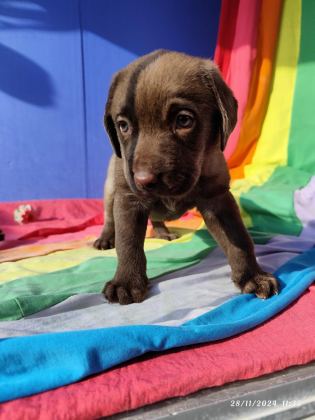 ÜRETİCİDEN A PLUS KALİTE LABRADOR YAVRULAR