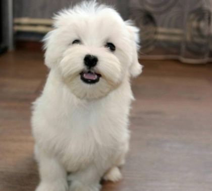 ORJİNAL MALTESE YAVRULARIMIZ