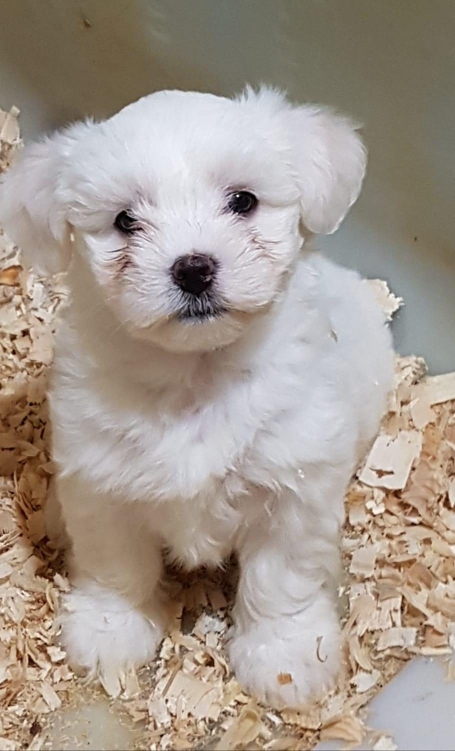 ORJİNAL MALTESE YAVRULARIMIZ