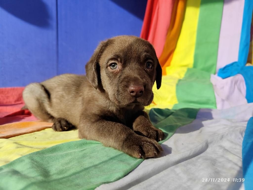 ÜRETİCİDEN A PLUS KALİTE LABRADOR YAVRULARI