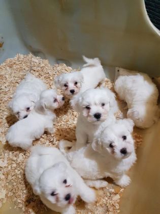 ORJİNAL MALTESE YAVRULARIMIZ