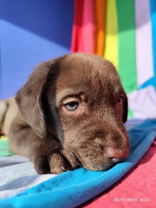 ÜRETİCİDEN A PLUS KALİTE LABRADOR YAVRULAR