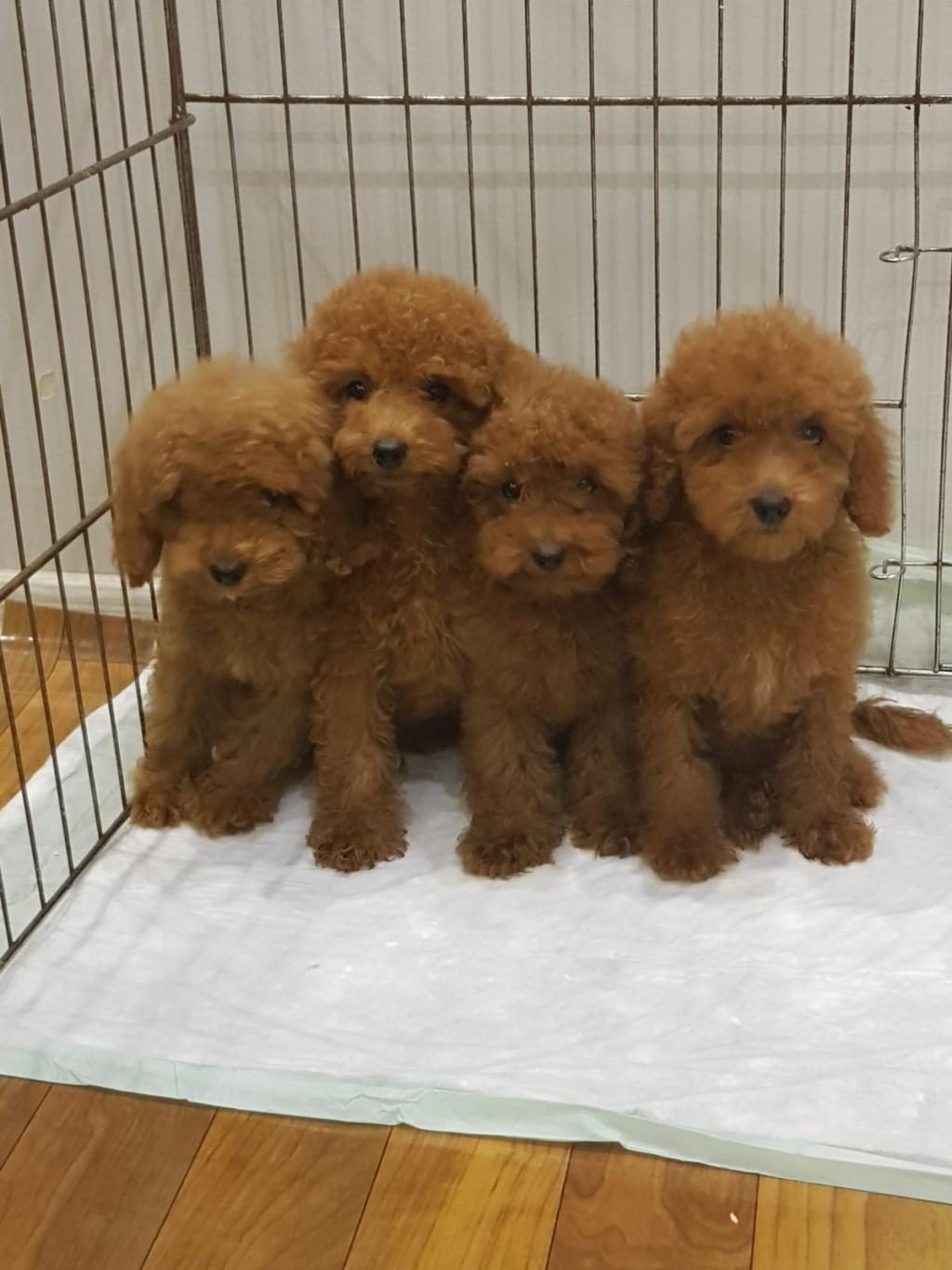 RED BROWN A KALİTE ORJİNAL TOY POODLE YAVRULAR