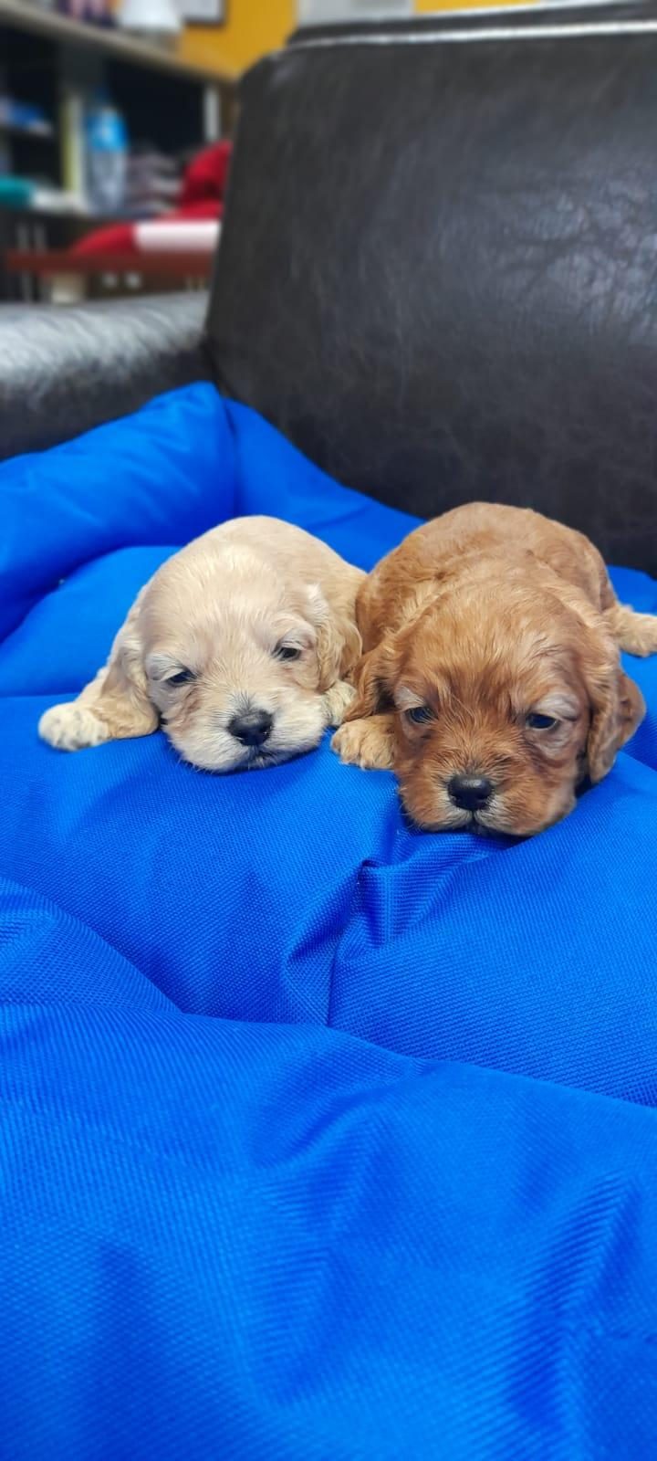 İNANILMAZ GÜZELLİKTE MALTİPOO YAVRULAR