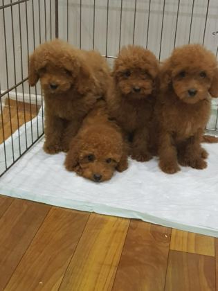 RED BROWN A KALİTE ORJİNAL TOY POODLE YAVRULAR