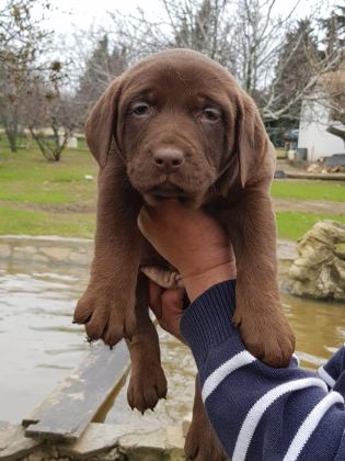 ÜRETİCİDEN A PLUS KALİTE LABRADOR YAVRULARI
