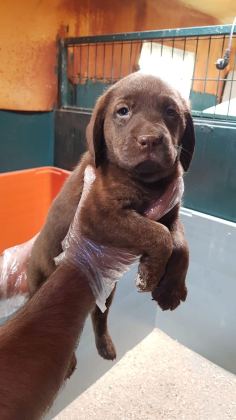 ÜRETİCİDEN A PLUS KALİTE LABRADOR YAVRULAR