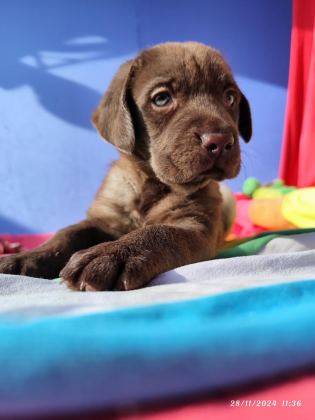 ÜRETİCİDEN A PLUS KALİTE LABRADOR YAVRULAR