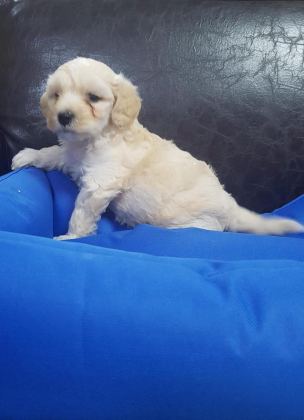 İNANILMAZ GÜZELLİKTE MALTİPOO YAVRULAR
