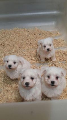 ORJİNAL MALTESE YAVRULARIMIZ