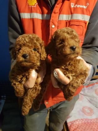 RED BROWN A KALİTE ORJİNAL TOY POODLE YAVRULAR
