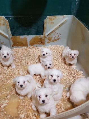 ORJİNAL MALTESE YAVRULARIMIZ