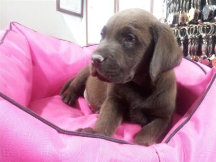 ÜRETİCİDEN A PLUS KALİTE LABRADOR YAVRULARI