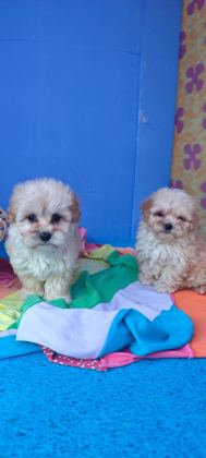 İNANILMAZ GÜZELLİKTE MALTİPOO YAVRULAR