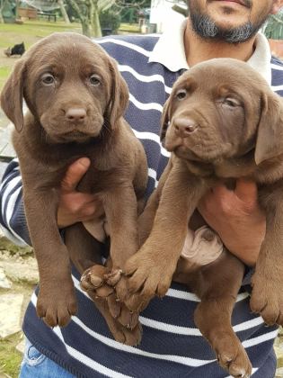 ÜRETİCİDEN A PLUS KALİTE LABRADOR YAVRULARI