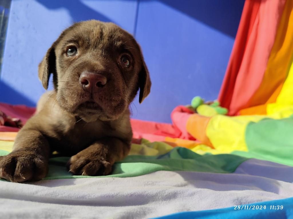 ÜRETİCİDEN A PLUS KALİTE LABRADOR YAVRULAR