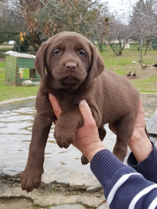 ÜRETİCİDEN A PLUS KALİTE LABRADOR YAVRULAR