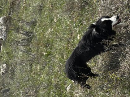 1 YAŞINDA DİŞİ BORDER COLLİE