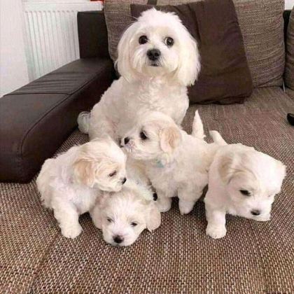 MALTESE TERRİER ADRESE TESLİM, KAPIDA ÖDEME YAPABİLİRSİNİZ