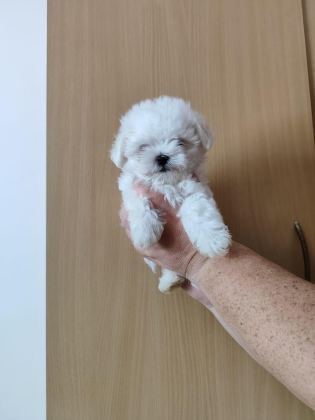MALTESE TERRİER ADRESE TESLİM, KAPIDA ÖDEME YAPABİLİRSİNİZ