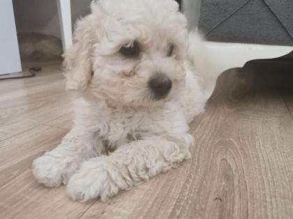 MALTİPOO ADRESE TESLİM, KAPIDA ÖDEME YAPABİLİRSİNİZ