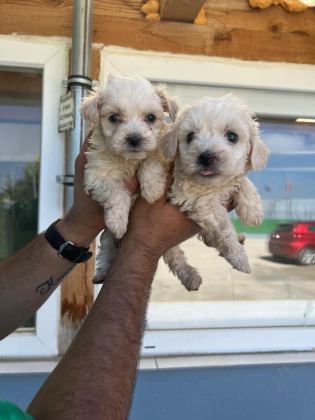 MALTİPOO ADRESE TESLİM, KAPIDA ÖDEME YAPABİLİRSİNİZ