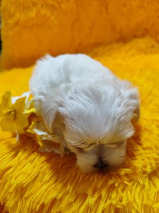 MALTESE TERRİER ADRESE TESLİM, KAPIDA ÖDEME YAPABİLİRSİNİZ