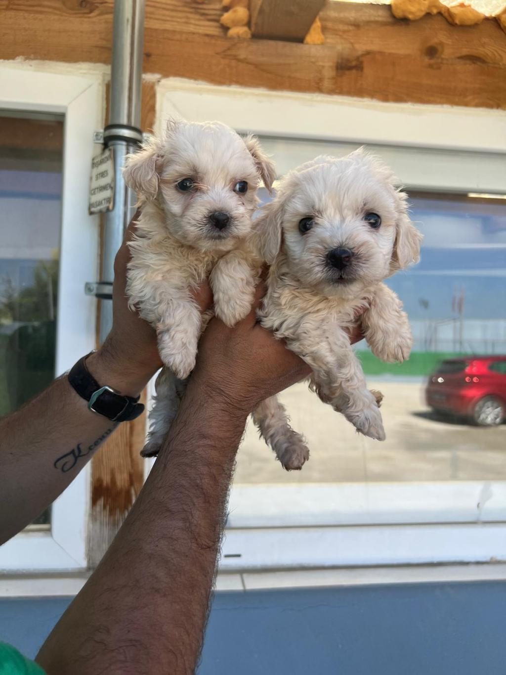 MALTİPOO ADRESE TESLİM, KAPIDA ÖDEME YAPABİLİRSİNİZ