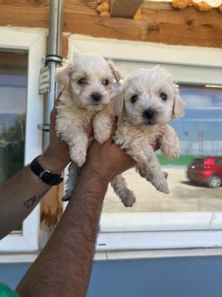 MALTİPOO ADRESE TESLİM, KAPIDA ÖDEME YAPABİLİRSİNİZ