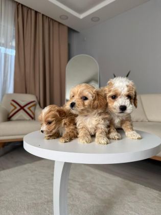 MALTİPOO ADRESE TESLİM, KAPIDA ÖDEME YAPABİLİRSİNİZ