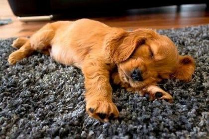AMERİKAN COCKER KÖPEKLERİMİZ GELİP GÖREREK ALABİLİRSİNİZ