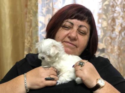 MALTESE TERRİER ADRESE TESLİM, KAPIDA ÖDEME YAPABİLİRSİNİZ