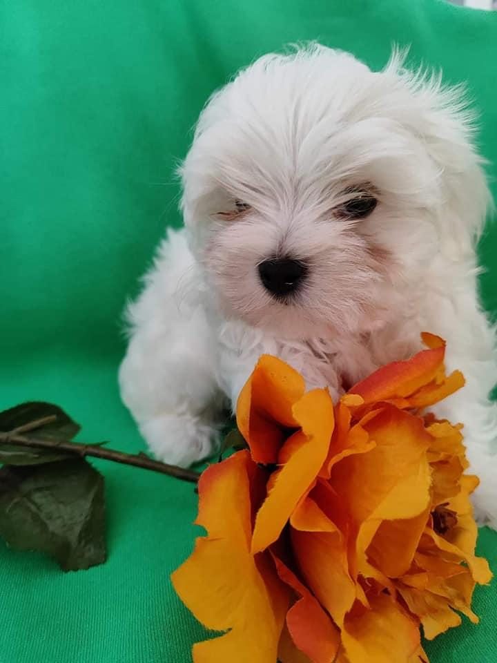 MALTESE TERRİER ADRESE TESLİM, KAPIDA ÖDEME YAPABİLİRSİNİZ