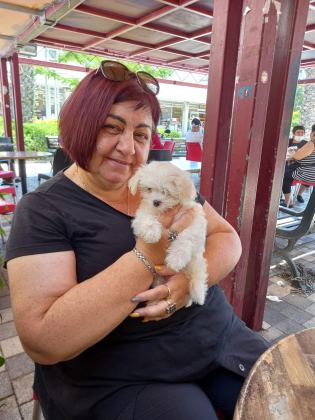 MALTESE TERRİER ADRESE TESLİM, KAPIDA ÖDEME YAPABİLİRSİNİZ