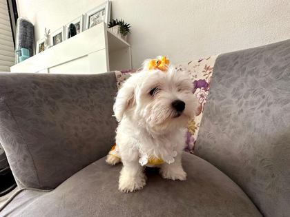 MALTESE TERRİER ADRESE TESLİM, KAPIDA ÖDEME YAPABİLİRSİNİZ