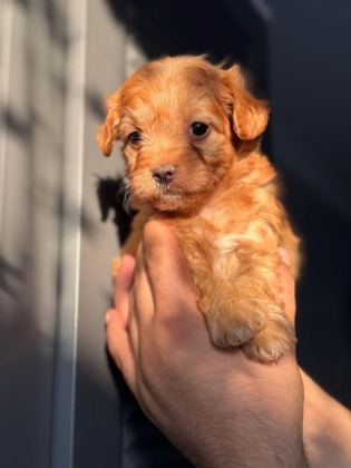 MALTİPOO ADRESE TESLİM, KAPIDA ÖDEME YAPABİLİRSİNİZ