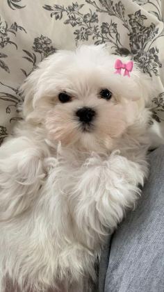 MALTESE TERRİER ADRESE TESLİM, KAPIDA ÖDEME YAPABİLİRSİNİZ