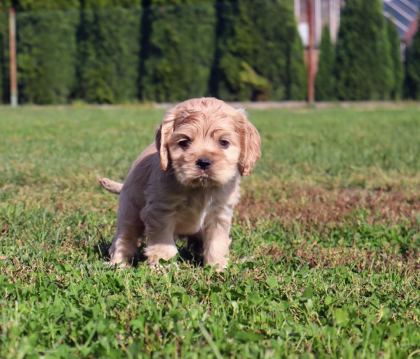 AMERİKAN COCKER ADRESE TESLİM, KAPIDA ÖDEME YAPABİLİRSİNİZ