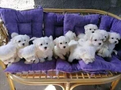 MALTESE TERRİER ADRESE TESLİM, KAPIDA ÖDEME YAPABİLİRSİNİZ