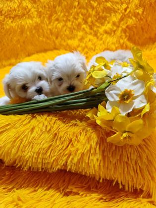 MALTESE TERRİER ADRESE TESLİM, KAPIDA ÖDEME YAPABİLİRSİNİZ