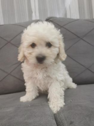 MALTİPOO ADRESE TESLİM, KAPIDA ÖDEME YAPABİLİRSİNİZ