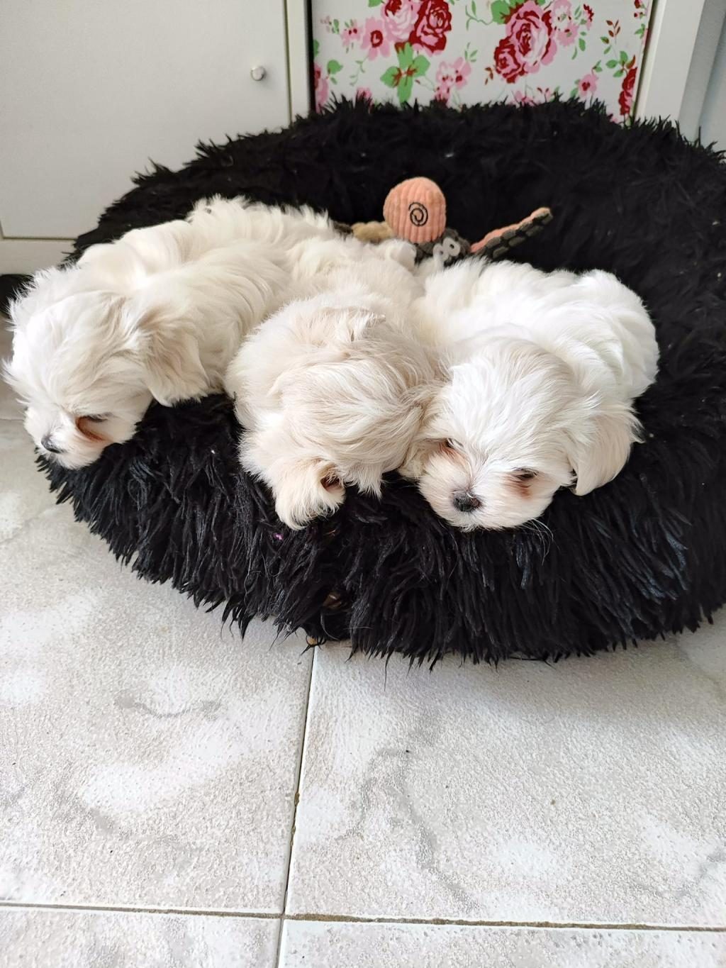 MALTESE TERRİER ADRESE TESLİM, KAPIDA ÖDEME YAPABİLİRSİNİZ