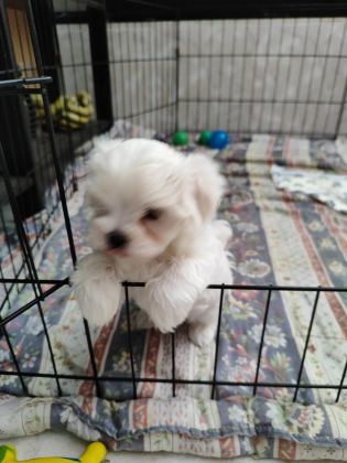 MALTESE TERRİER ADRESE TESLİM, KAPIDA ÖDEME YAPABİLİRSİNİZ