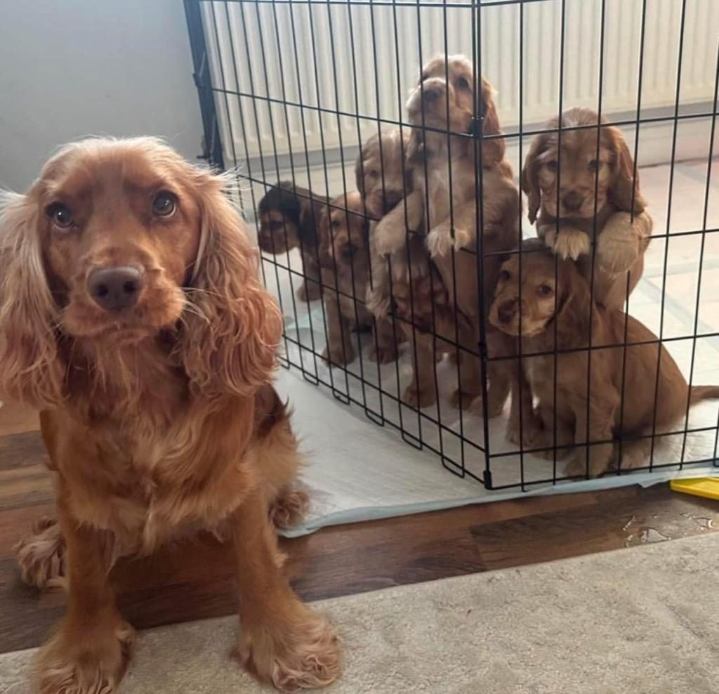 AMERİKAN COCKER KÖPEKLERİMİZ GELİP GÖREREK ALABİLİRSİNİZ