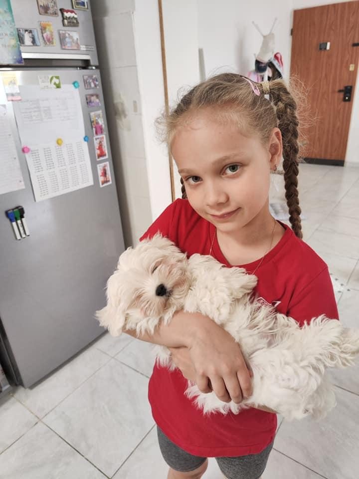 MALTESE TERRİER ADRESE TESLİM, KAPIDA ÖDEME YAPABİLİRSİNİZ