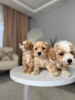 MALTİPOO ADRESE TESLİM, KAPIDA ÖDEME YAPABİLİRSİNİZ
